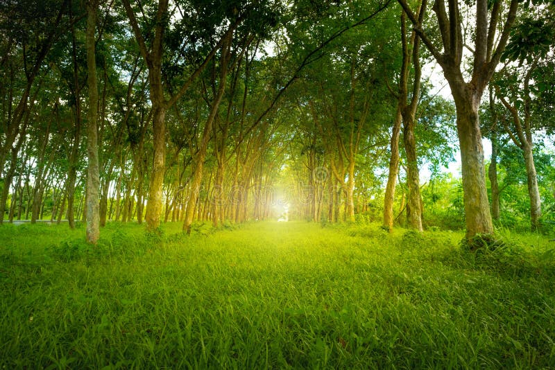 Forest with sunlight. The sun rays through branches of trees.