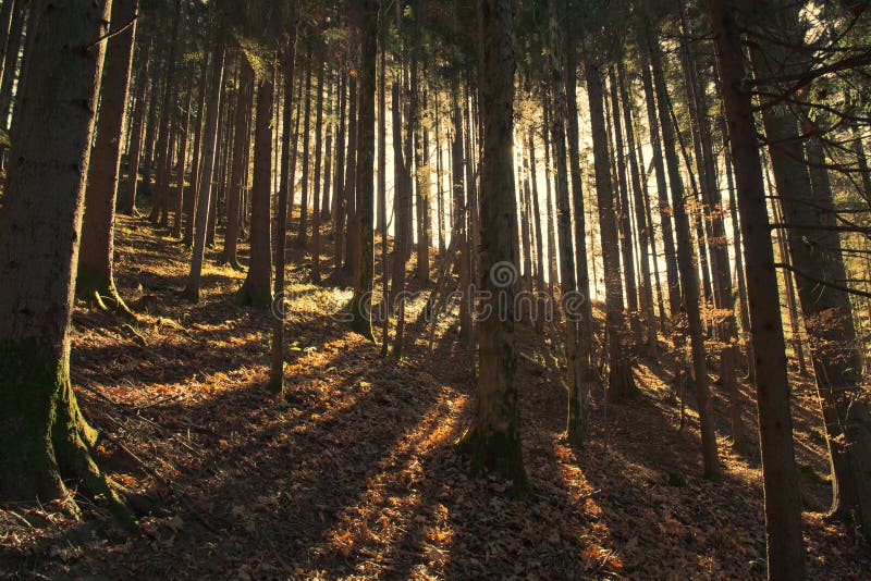 forest sunlit στοκ εικόνες forest sunlit στοκ εικόνες
