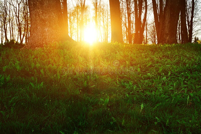 Forest Landscape Forest Trees With Grass On The Foreground And Sunset