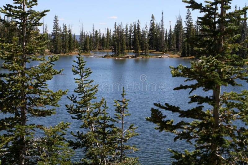 Forest surrounding lake