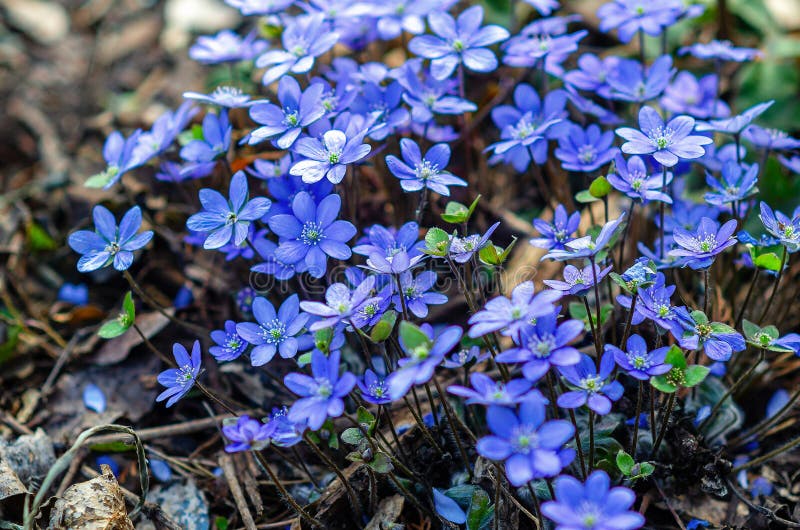 Forest symphony in blue hepatica flowers swaying breeze creating a masterpiece of nature the fotos de archivo
