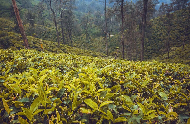 Forest with Tea Plantations on Beautiful Hills with Trees and Lush of