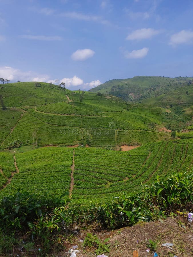 Forest tea yard stock image. Image of plant, terrain 222821075