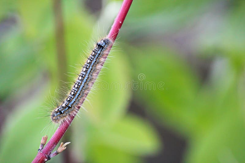 A forest tent caterpillar crawls on a branch