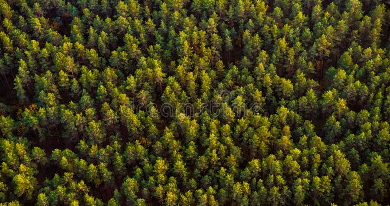 496,711 Green Pine Forest Stock Photos - Free & Royalty-Free Stock