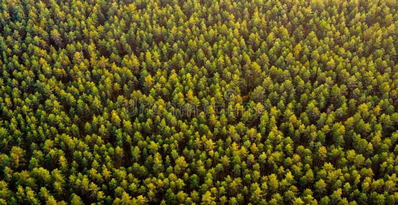 Verde pineta, vista dall'alto, in volo foto dall'alto.