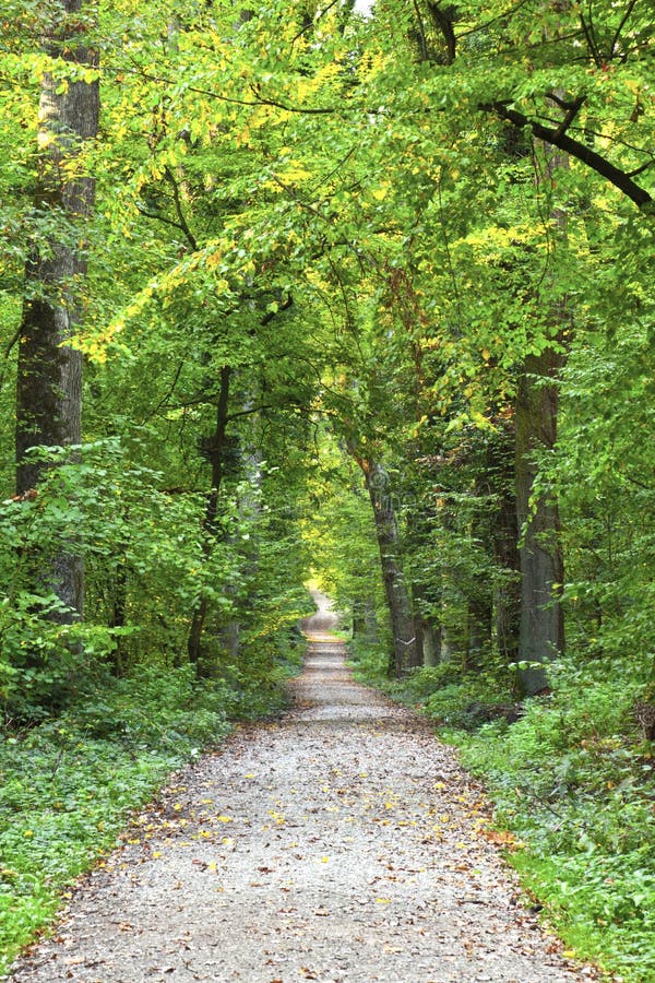 Forest track in wild oak forest