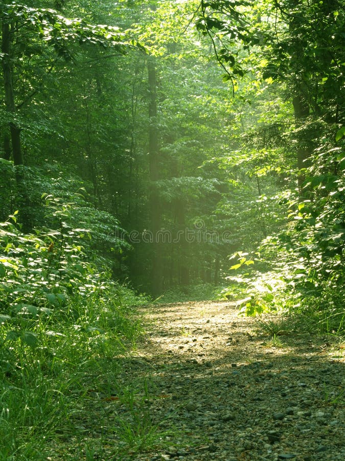 forest trail