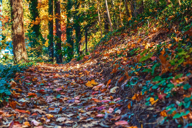 Forest trail with colorful autumn leaves royalty free stock images