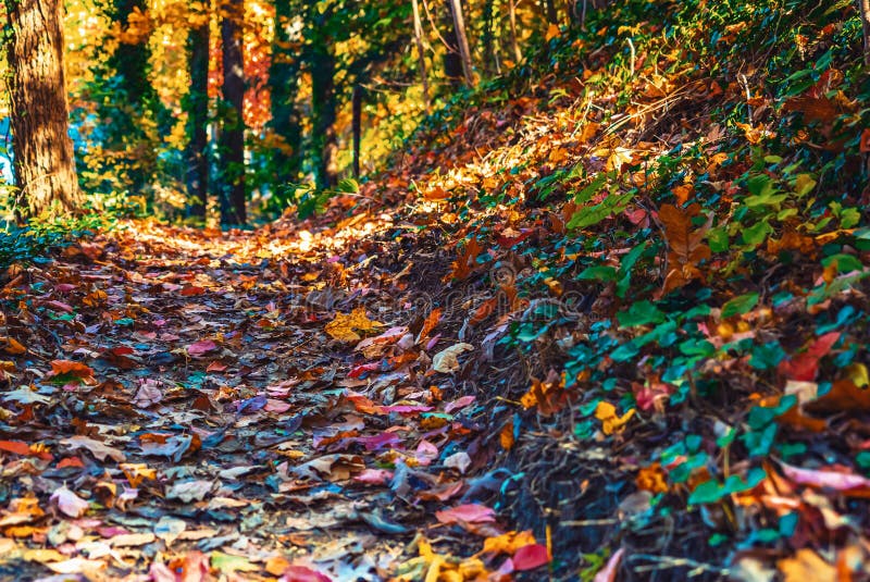 Forest trail with colorful autumn leaves stock photos
