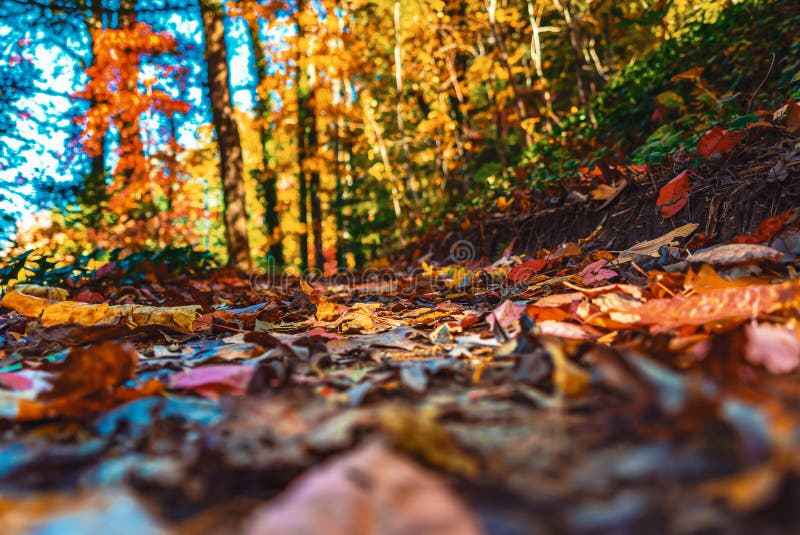 Forest trail with colorful autumn leaves royalty free stock photo