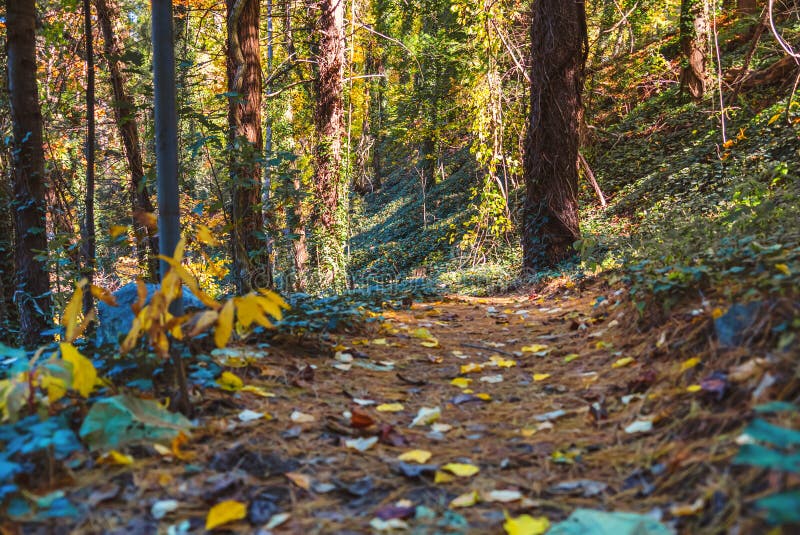 Forest trail with colorful autumn leaves stock images