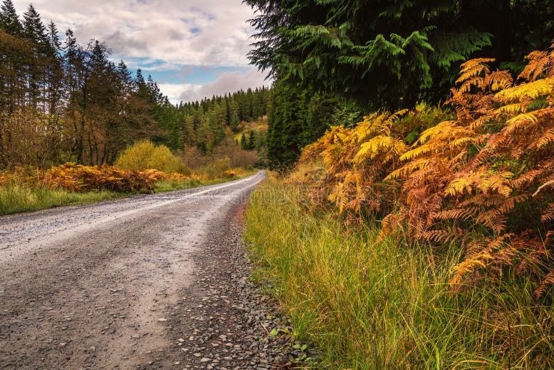 Forest Trail en el parque de Kielder fotografía de archivo Forest Trail en el parque de Kielder fotografía de archivo