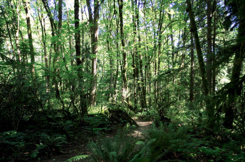 Forest Trail Portland, Oregon, USA royaltyfri fotografi Forest Trail Portland, Oregon, USA royaltyfri fotografi