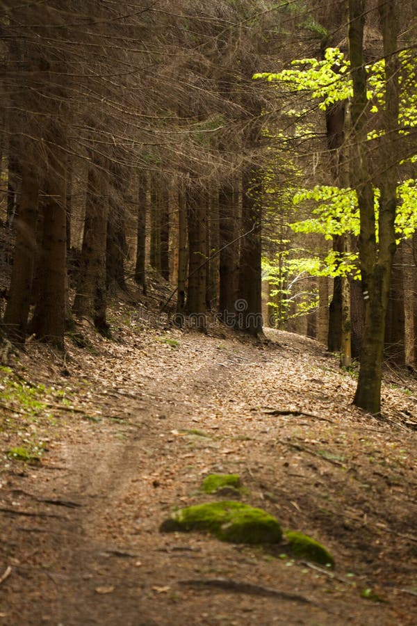 Forest trail