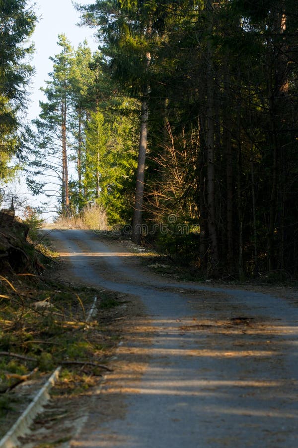 Forest trail