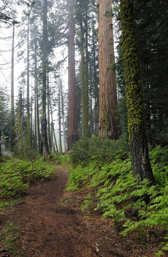 Forest Trail in Sequoia National Park Stock Image Image of hiking