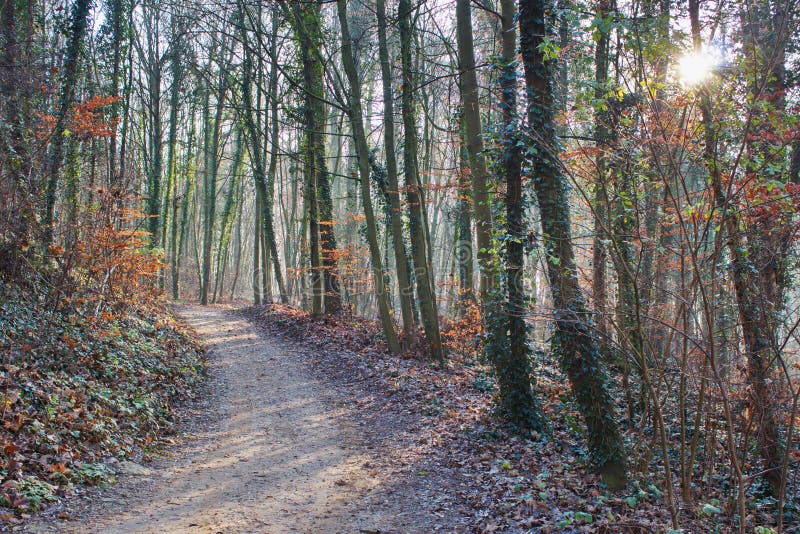 Forest trail in the sun