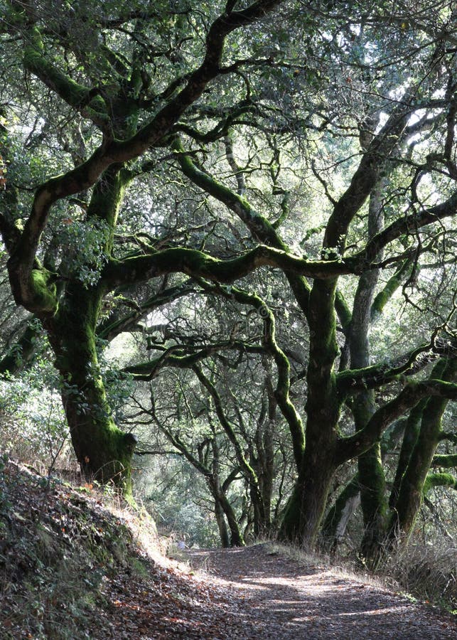 Forest Trail Under Oaks lizenzfreie stockbilder Forest Trail Under Oaks lizenzfreie stockbilder