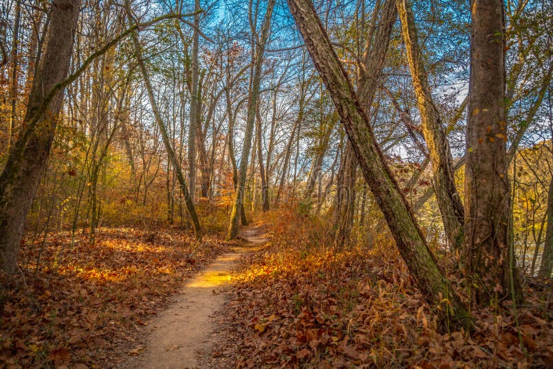 Forest Trails in Autumn on a Sunny Day Stock Photo Image of bright