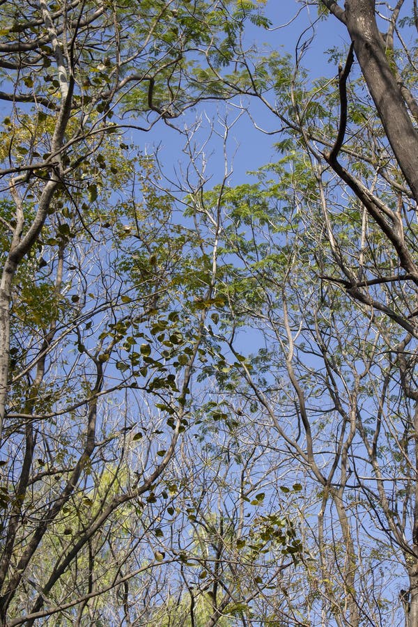 Forest Tree Canopy from Below stock photography