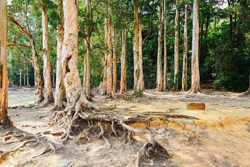 Forest and tree roots