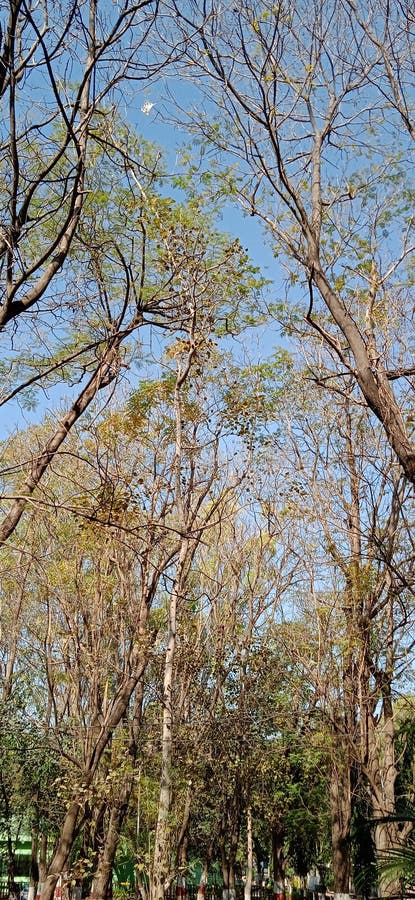 Forest Tree Trunks Shot from the Below royalty free stock photos.