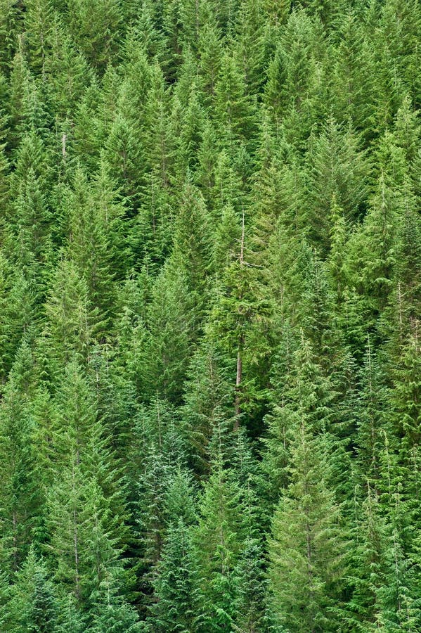 Forest of Trees stock photo