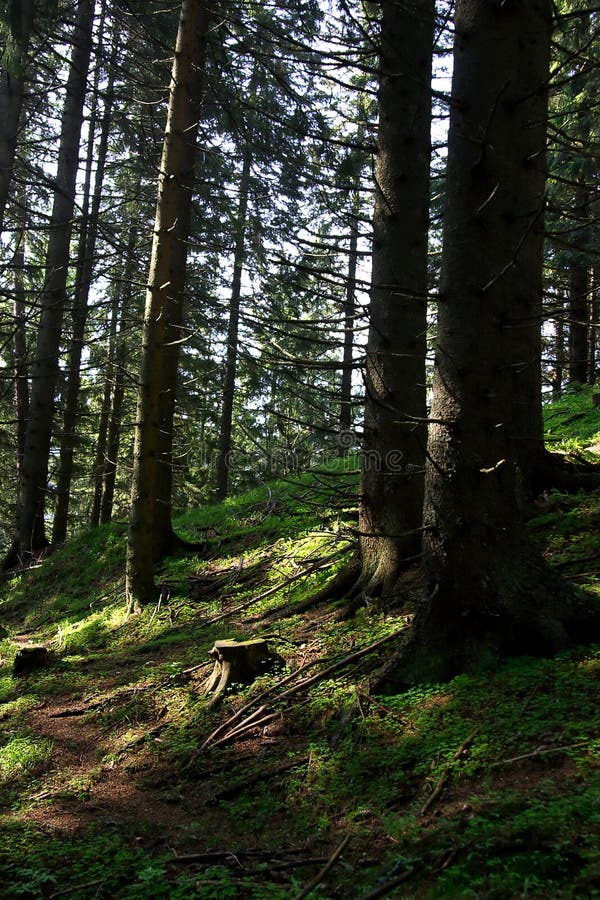 Forest trees