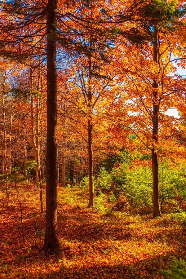 Forest with trees in autumn