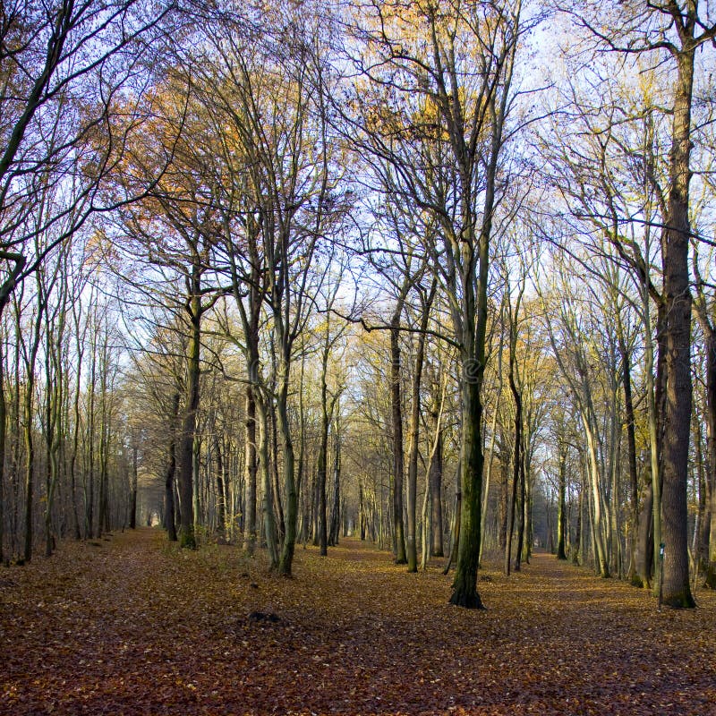 Forest of trees in autumn stock photo. Image of leaves - 39101490