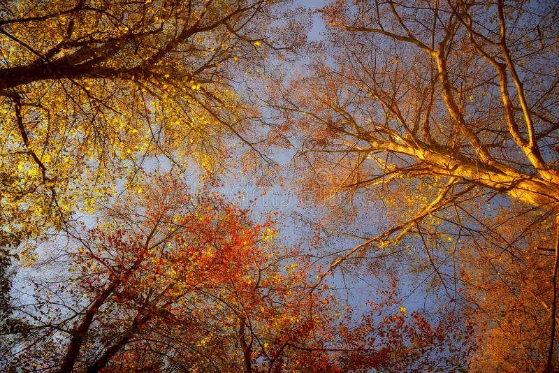 Forest Trees in the Autumn. View from the Below. Stock Image - Image of ...