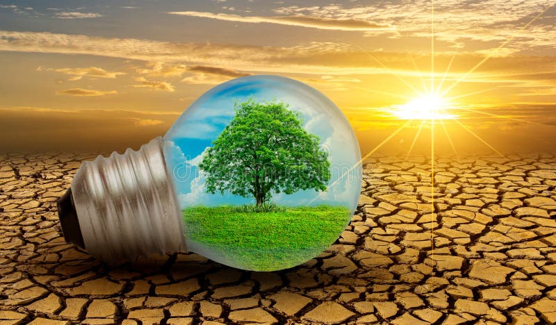 The forest and the trees are in the light. Concepts of environmental conservation and global warming plant growing inside lamp bul royalty free stock image