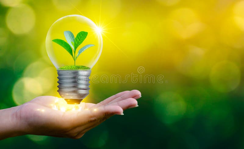 The forest and the trees are in the light. Concepts of environmental conservation and global warming plant growing inside lamp bul royalty free stock photo