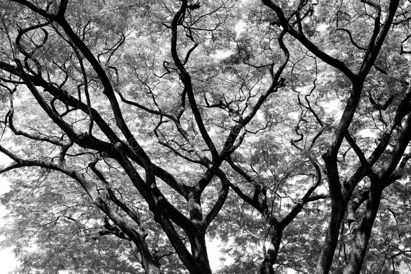 Forest trees. nature black and white wood backgrounds