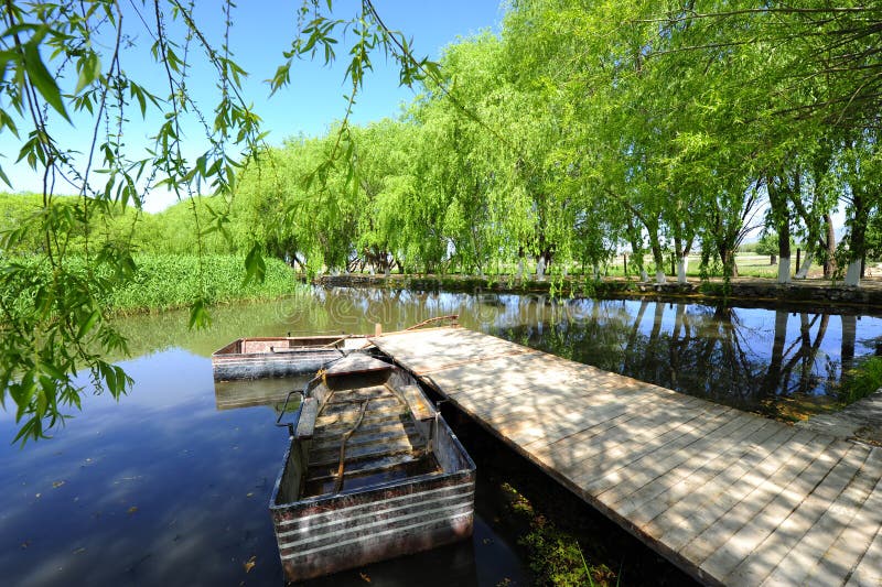 A Forest with Trees in the Nature Near the Lake and River Stock Photo