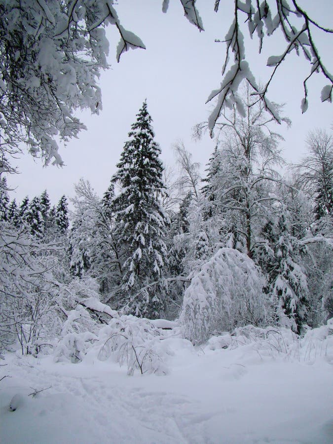 Forest Pine and Fir Trees after the Heavy Snowfall Stock Photo - Image ...