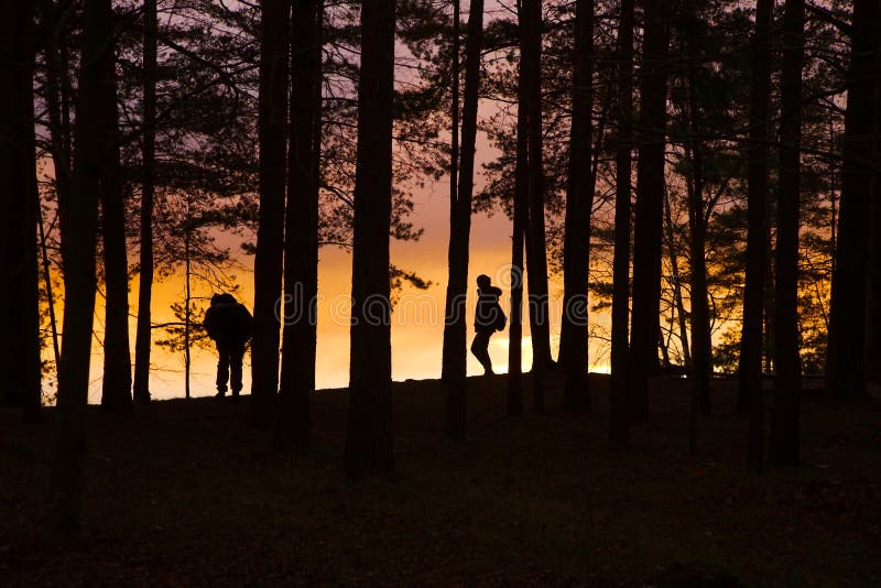 forest at twilight