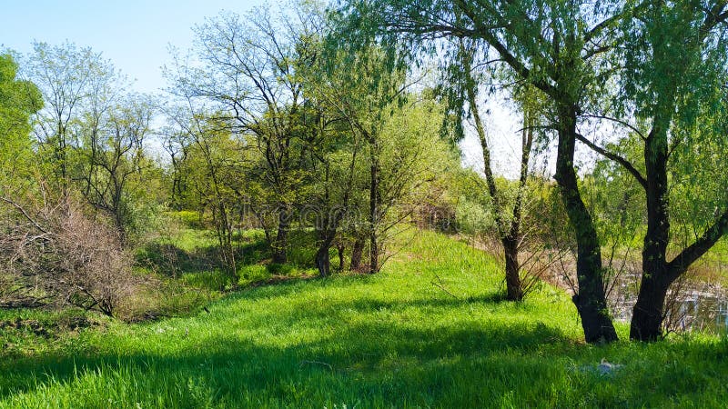 Forest in Ukraine, spring. Green and Blue colors. royalty free stock photos Forest in Ukraine, spring. Green and Blue colors. royalty free stock photos