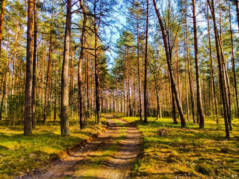 Road through a Pine Forest. Stock Image Image of trunk, brown 116077007
