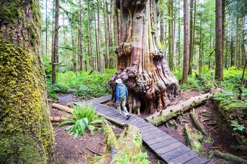 Forest on Vancouver island stock photo. Image of path 249818526