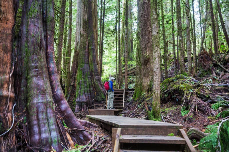 Forest on Vancouver island stock photo. Image of grass 249818726