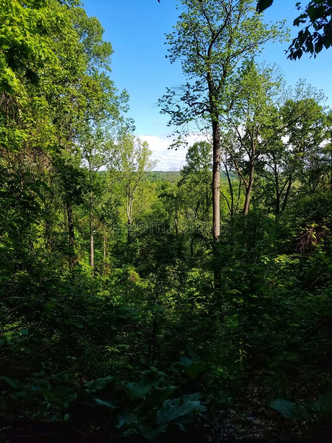 Scenic Tree Top View of the Forest from the Holden Arboretum in