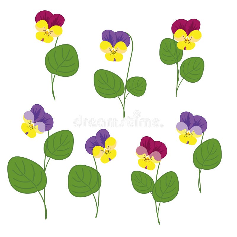 Spring forest violets with green leaves on a white background. Isolated objects. Compliments people vectors
