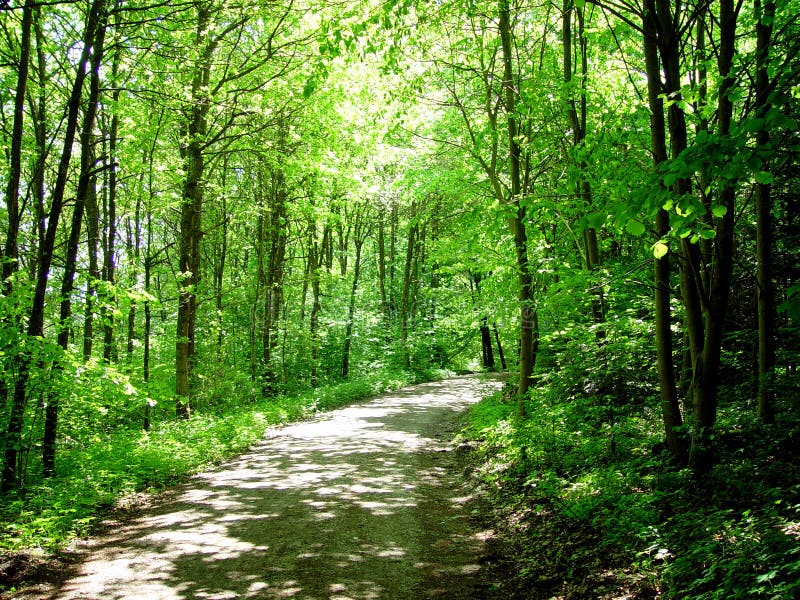 Forest walk stock image Forest walk stock image