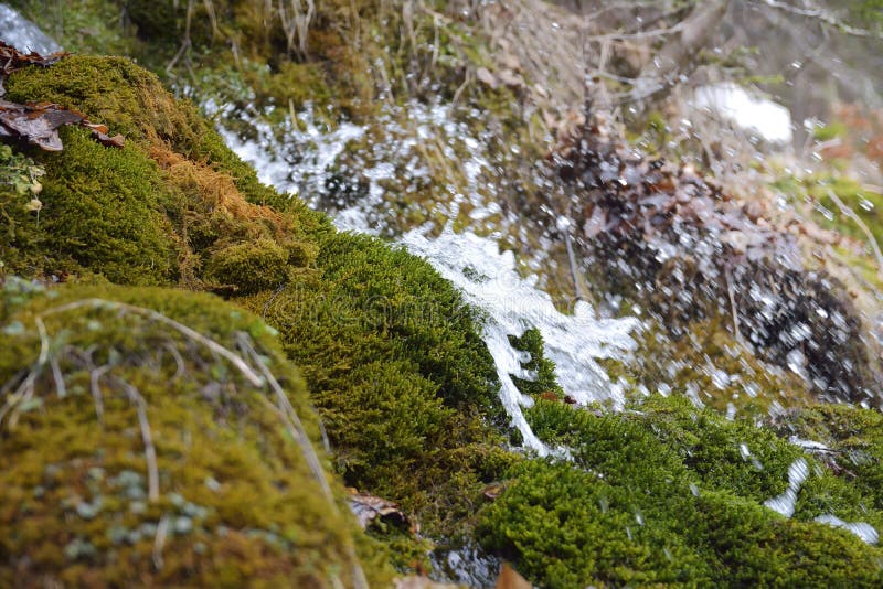 Forest Waterfall And Rocks Covered With Moss Stock Photo Image Of