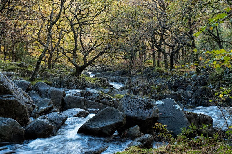 A forest waterfall