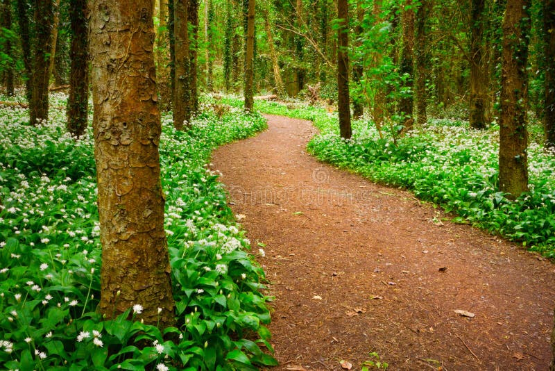 Forest with white wild flowers royalty free stock image