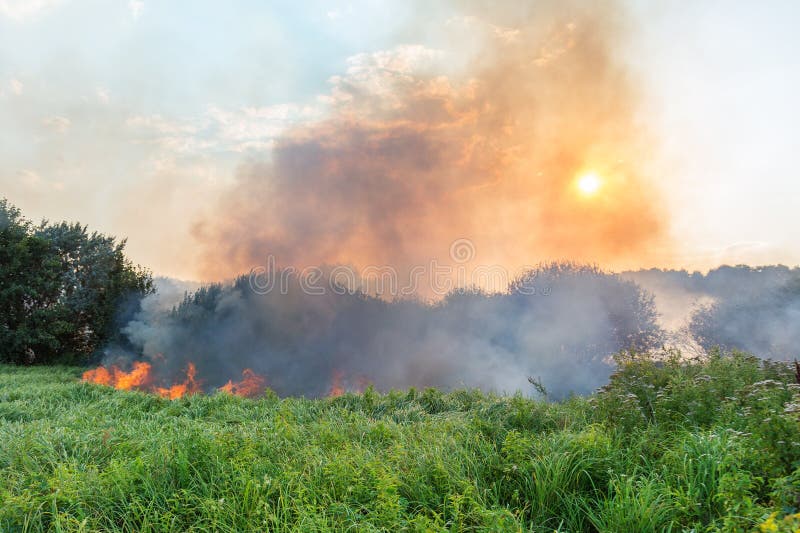 Forest Wildfire Brennendes Feld des trockenen Grases und der Bäume Schwerer Rauch gegen blauen Himmel Wildes Feuer wegen des heiß lizenzfreie stockbilder Forest Wildfire Brennendes Feld des trockenen Grases und der Bäume Schwerer Rauch gegen blauen Himmel Wildes Feuer wegen des heiß lizenzfreie stockbilder