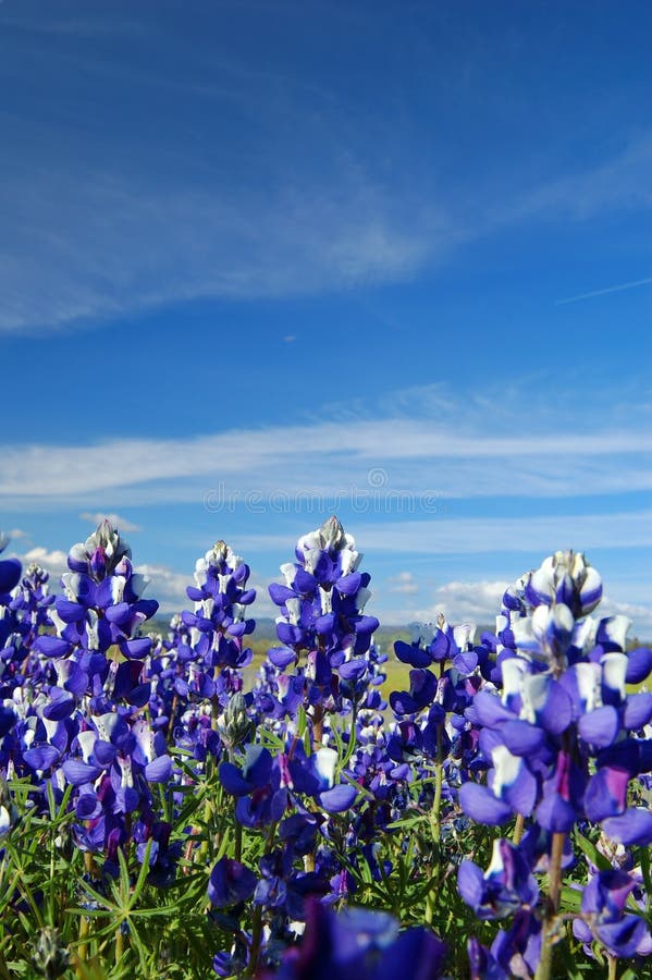 Forest of wildflwers